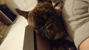 Французский бульдог плачет. Просит внимания