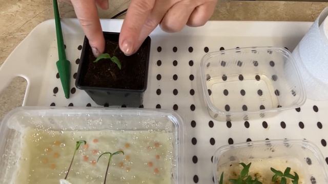 ВЫРАЩИВАНИЕ ПЕРЦА БЕЗ ЗЕМЛИ ! смотреть онлайн