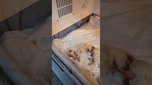 Кесарево Бишон Фризе.7 малышей.Первый час жизни🥰 #kennelBrightStarDog #bichon_kp #bichonfriseukrain смотреть онлайн
