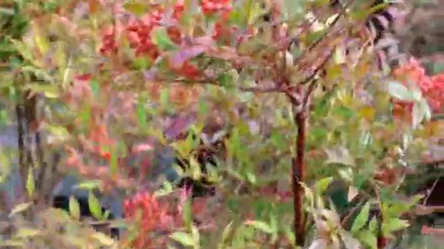These Are Nandina Domestica Shrubs With Berries