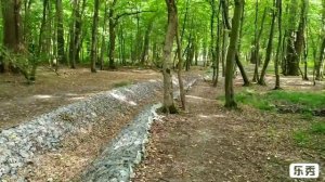 Янтарь. Смола. Механизм образования. Ответы на вопросы. Ч2