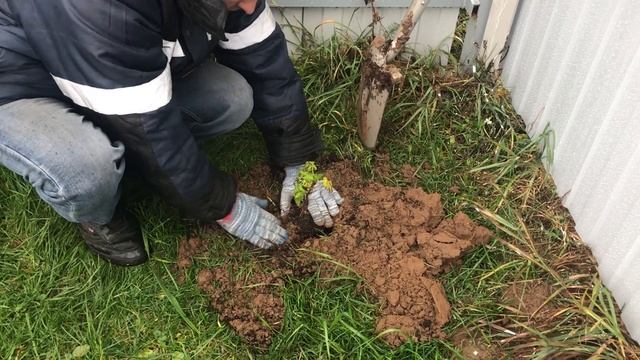 Дача в Подмосковье. Ноябрь. Укрываем молодые деревья, пересаживаем малину. смотреть онлайн