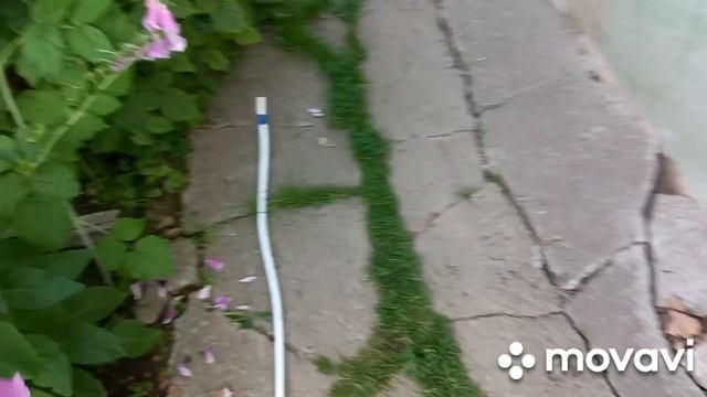 Чеснок из семян. Малина смотреть онлайн