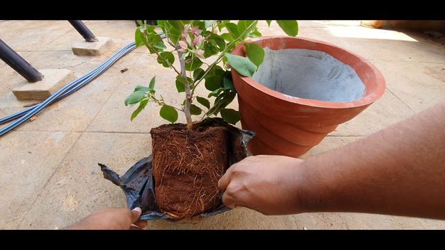 How to repot a Bougainvillea correctly смотреть онлайн