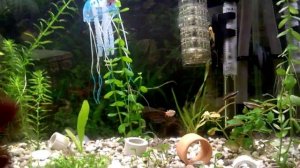 бакопа Мадагаскарская. Мои аквариумы