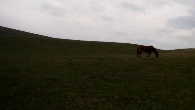 Весенний выезд по грибы.Синеножка.Конец Марта. смотреть онлайн