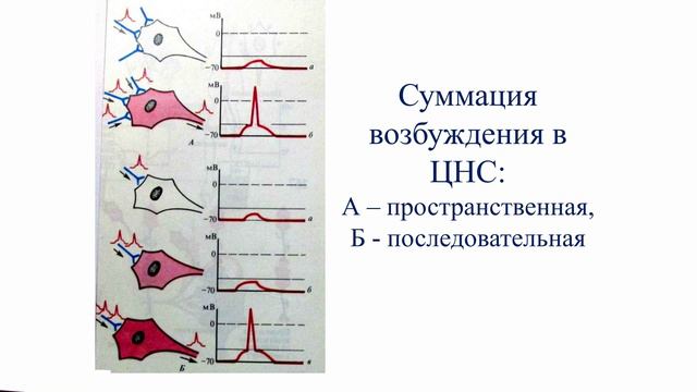 Общая физиология ЦНС