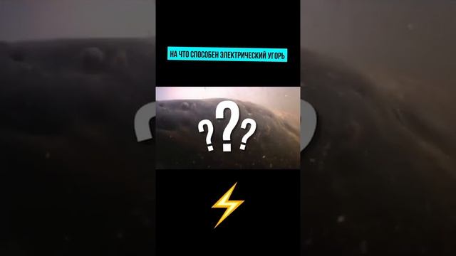 На что способен электрический угорь смотреть онлайн