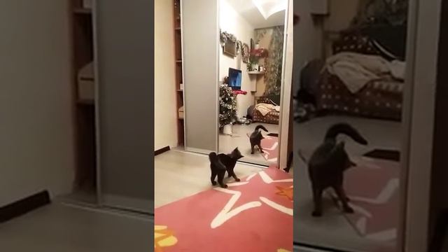 Кошка боится зеркала)😂😍😌 смотреть онлайн