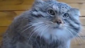 Домашний манул