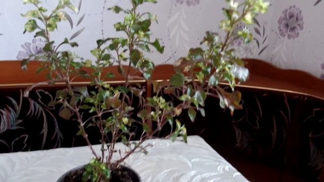 Альтернантера Бетцика (A. bettzickiana). Всё об уходе и содержании смотреть онлайн