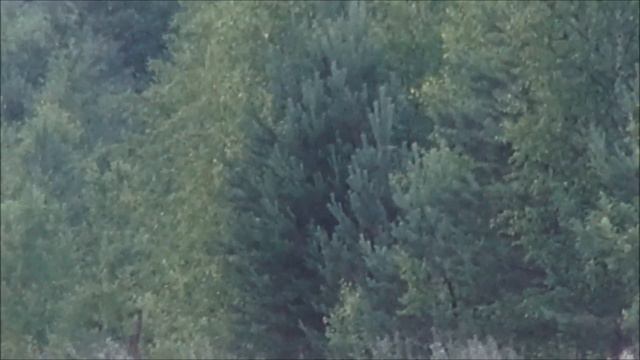 КЛАССНЫЙ ЗАЯЦ - ТРЕНИРОВОЧНЫЙ ! Сигнал (Плакуня) и Свирель вл.Шатров В.А. смотреть онлайн