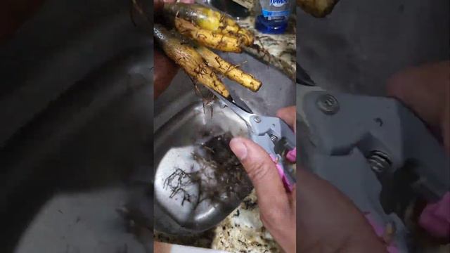 Plant Haul: Soil to Leca Transfer! смотреть онлайн