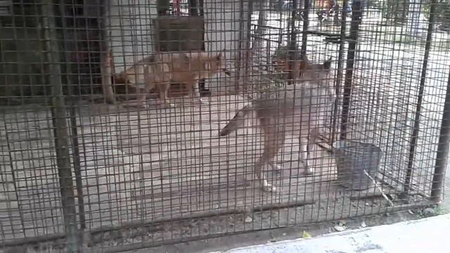 Мир Зверей! смотреть онлайн