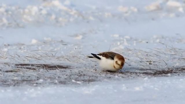 Пуночка (снежный подорожник) / Plectrophenax nivalis смотреть онлайн