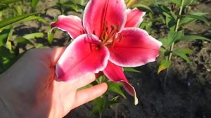 Лилия Кобра, Восточный гибрид.