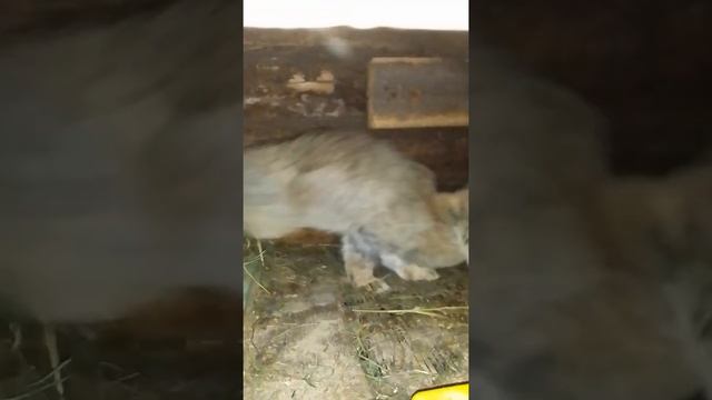 Разведение кроликов.КОГДА МОЖНО ТРОГАТЬ кродьчат.Осмотр гнезда через десять дней. смотреть онлайн