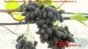 Виноград АЛВИКА сравнение с ЭВЕРЕСТОМ  ДИКСОНОМ - крупноплодные гиганты (Пузенко Наталья Лариасовна