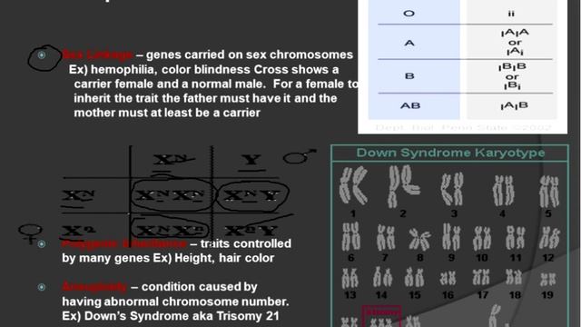 EOC Review #4 Genetics смотреть онлайн