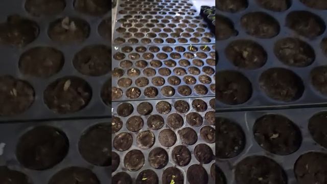 Первые всходы клубней Анемоне. смотреть онлайн