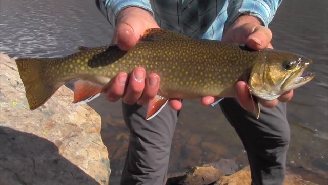 Brook Trout & Poncho Shelter Clips From My Recent Ultralight Backpack. смотреть онлайн