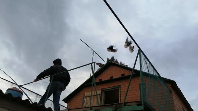 // ГОЛУБИ СЕРПАСТЫЕ // В ГОСТЯХ.У АЛЕКСЕЯ ШАФОРОСТОВА.Т-8(928)1803257. РОСТОВСКАЯ ОБЛ // смотреть онлайн