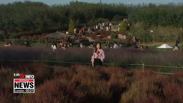 Seoul Silver Grass Festival is perfect way to spend cool autumn day смотреть онлайн