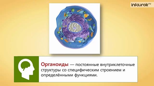 Внешняя и внутренняя среда организма Строение и функции клетки | Биология 8 класс #6 | Инфоурок смотреть онлайн