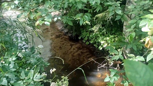 Абиссинка с самоизливом дебет 3000л ч СНТ Расвет Приозерский район смотреть онлайн
