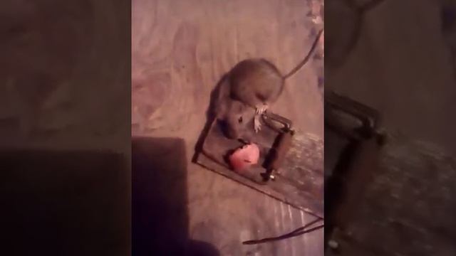 Наглая мышь попала в мышеловку. смотреть онлайн