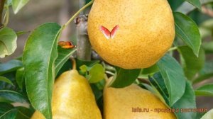 Груша плодовая Дюшес (pyrus communis) ? плодовая груша Дюшес обзор: как сажать, саженцы груши Дюшес