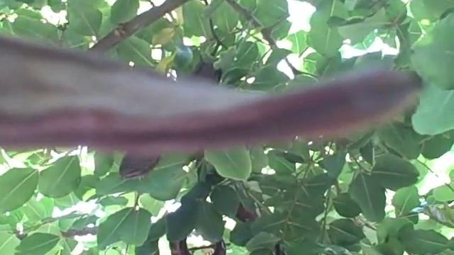 How To Harvest Fresh Raw Carob Pods Out Of A Ceratonia Siliqua Tree