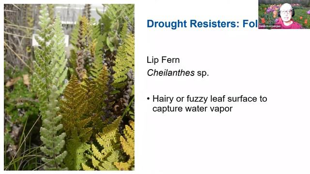 Webinar: Mediterranean Climate and Plants смотреть онлайн