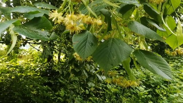 Сбор цветов липы