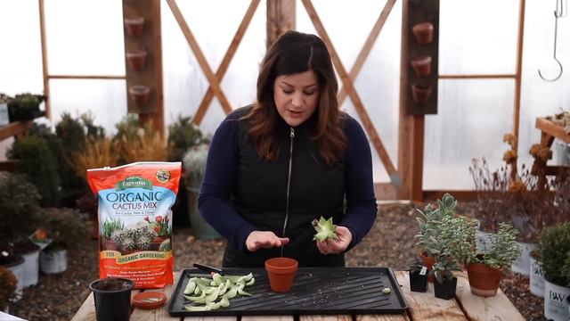 How to Fix a Leggy or Stretched Succulent! ✂️🌵// Garden Answer смотреть онлайн
