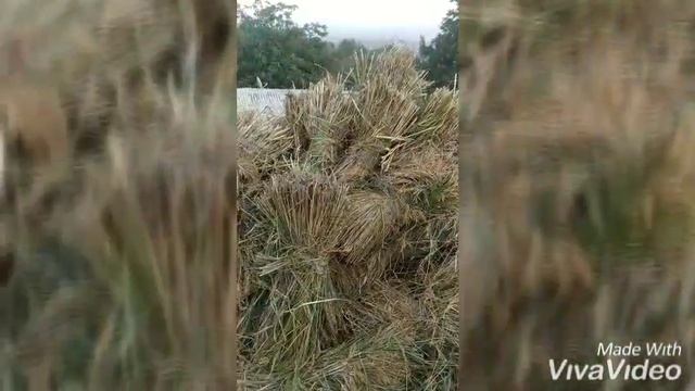ДАВРАИ ХОСИЛГУНДОРИ ШОЛИ ДАР ШАХРИ ПАНЧАКЕНТ ДЕХАИ ОЗОДАГОН смотреть онлайн