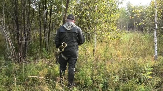 Русские гончие так гоняют зайца, что весь лес на ушах! смотреть онлайн