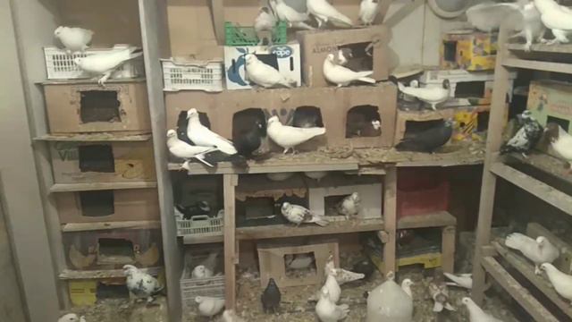 23 января 2022 г. 150 та кабутар Санкт-Петербург да #кабутар #pigeon #кабутар #kabutar #ахмаджон