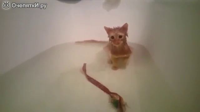 Купания кота Василия смотреть онлайн
