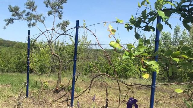 МАРУШКИ НА UДАЧУ. 5. Дача. Купили заброшену дачу. Їдемо електричкою смотреть онлайн