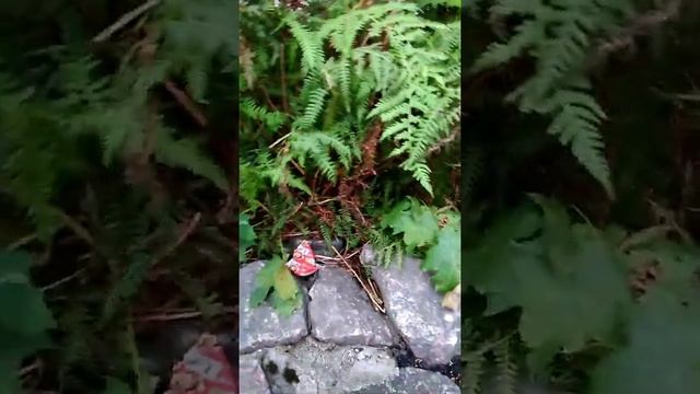 ОБЗОР НА ЖЕЛЕ