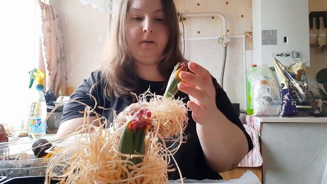 Пересадка гиацинт и петуний. смотреть онлайн