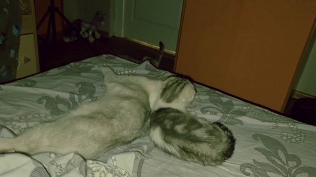 Ночью Котята и Кошки спят с хозяевами смотреть онлайн