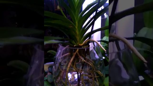 Орхидеи реанимашки и красотка кливия смотреть онлайн