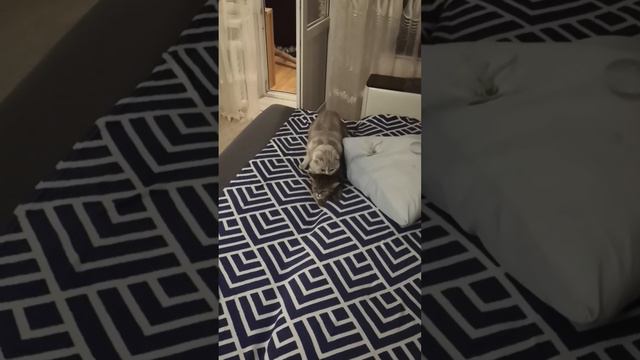 шотландка не дала вязаться смотреть онлайн