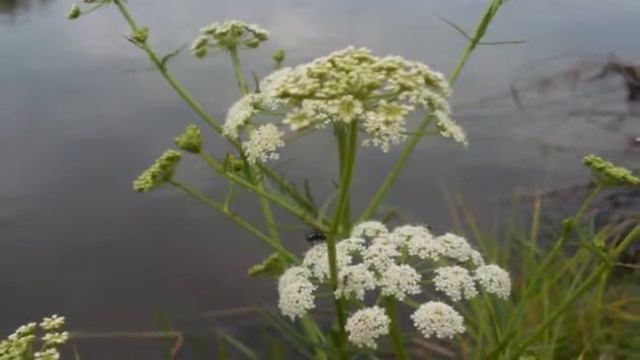 Моя река смотреть онлайн