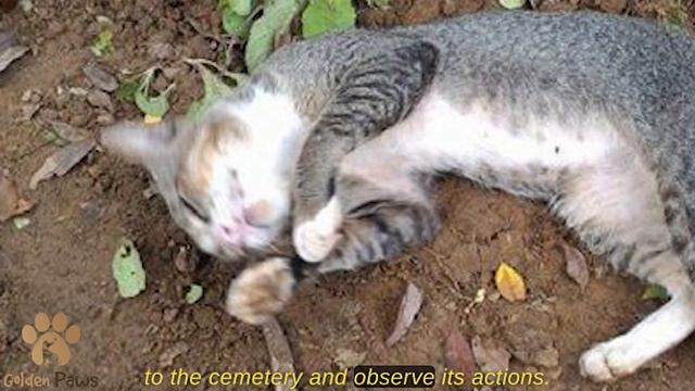 The Cat Didn't Leave the Place for a Whole Year When People Realized the Reason, They Cried! смотреть онлайн