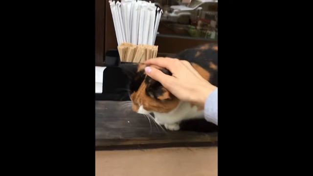 коты одессы смотреть онлайн