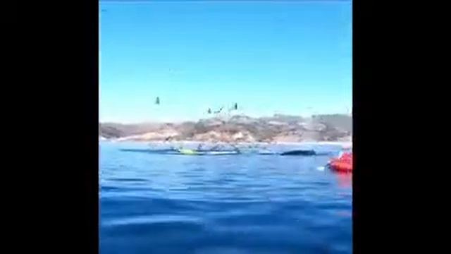 Кит съел человека вместе с байдаркой смотреть онлайн