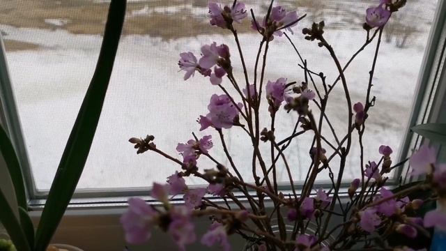 Богульник зацвёл /Дети, зайдите к маме, хоть на одну минуточку... /#самсебережиссер #комсомольскнаа смотреть онлайн